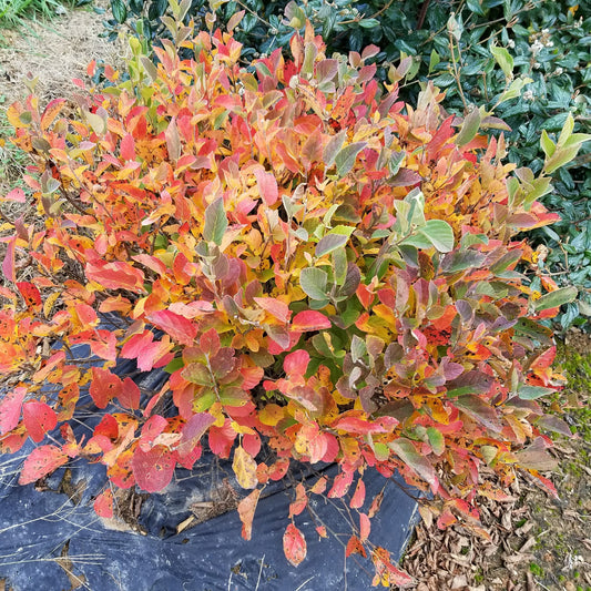 Legend of the Small® Bottlebush (Fothergilla) is a compact native shrub with vibrant red, orange, and yellow autumn foliage, shown in a garden bed with black fabric, mulch, and surrounding greenery - Photo Courtesy of Proven Winners, Inc.