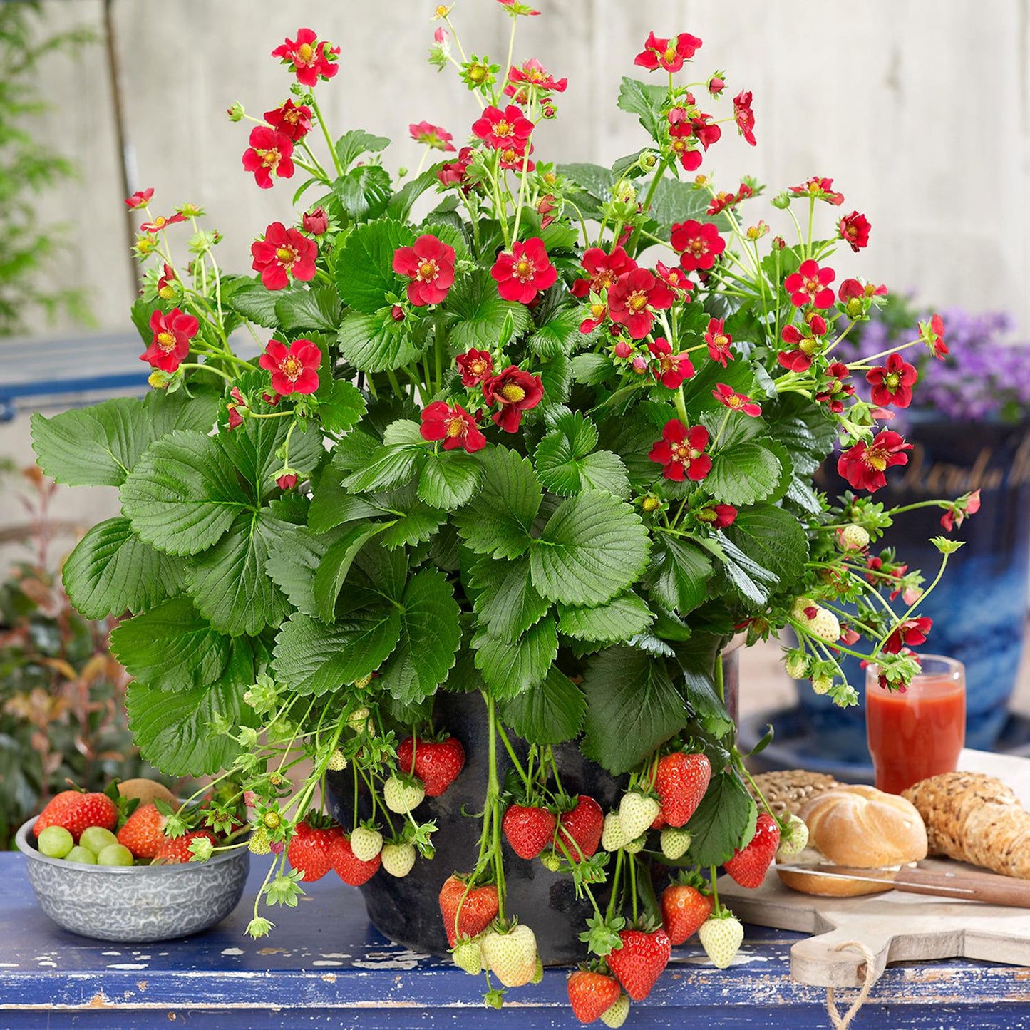 A vibrant 'Ruby Ann' Strawberry-Everbearing (Fragaria) plant in a black pot, with red blooms and ripe strawberries, sits on a blue outdoor table surrounded by fruit, pastries, juice, and a purple potted plant - Photo Courtesy of ABZ Seeds. Decorative pot not included.