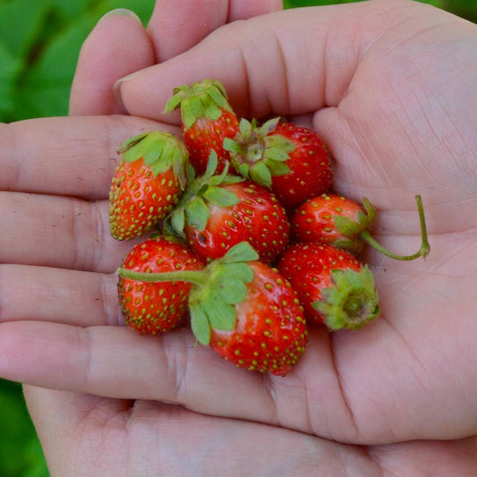 A pair of hands gently holds several small, red Tristan' Strawberry-Everbearing (Fragaria) fruits with green stems, freshly picked from the compact plant. Blurred greenery fills the background - Photo Courtesy of ABZ Seeds.