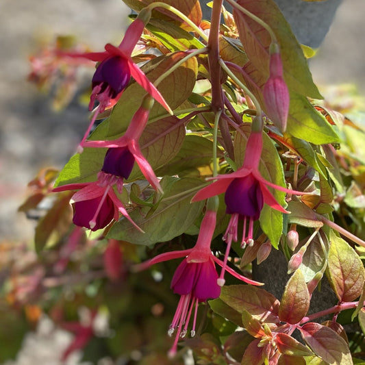 Autumnale Fuchsia features vibrant pink sepals and deep purple petals hanging from lush green stems - Photo Property of Garden Crossings LLC.