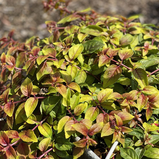 A close-up of Autumnale Fuchsia shows its bright green and reddish leaves growing densely in sunlight, the colorful foliage stands out vividly against a softly blurred background - Photo Property of Garden Crossings LLC.