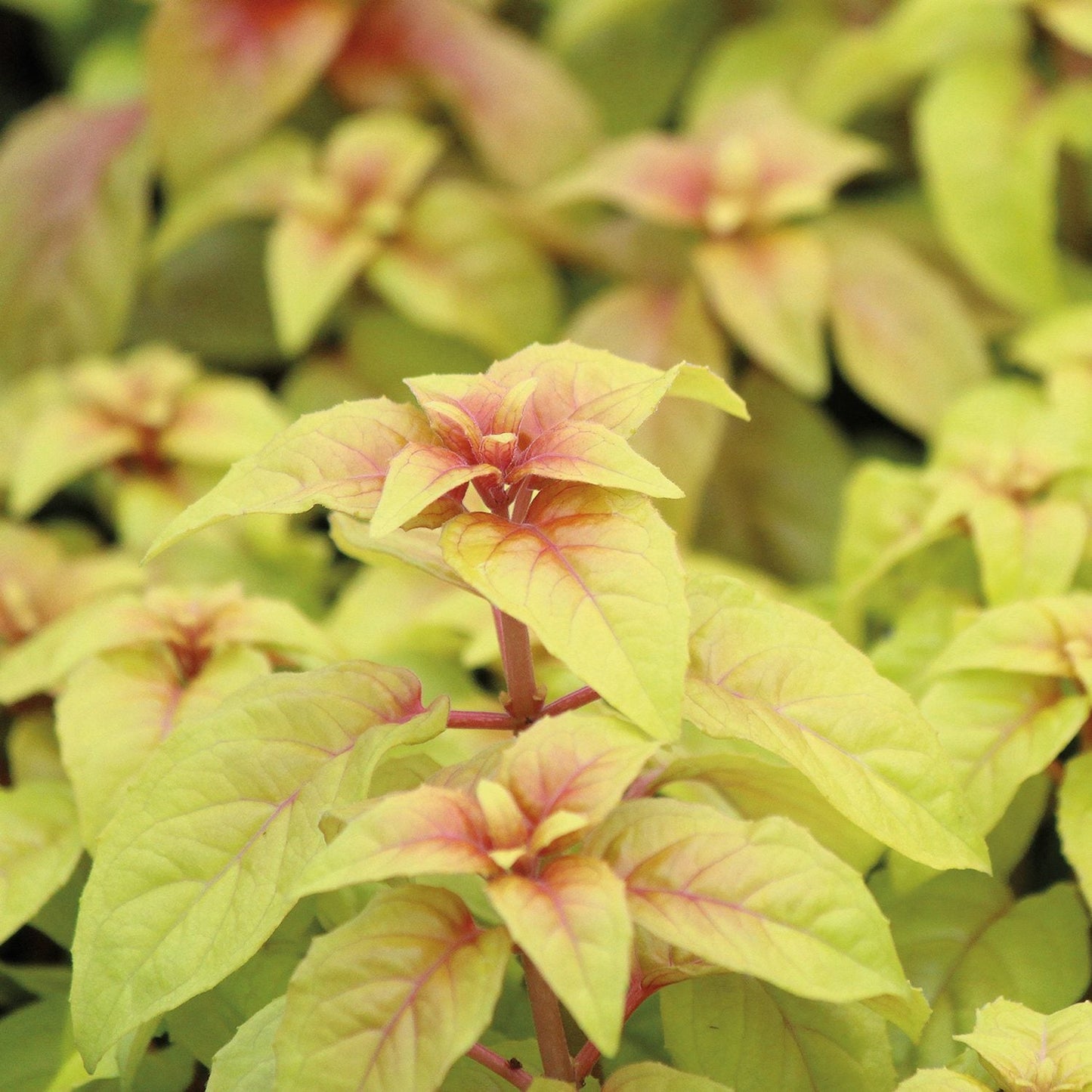Close-up of vibrant green leaves with reddish-pink veins and tips highlights the colorful foliage of Autumnale Fuchsia - Photo Courtesy of Mast Young Plants