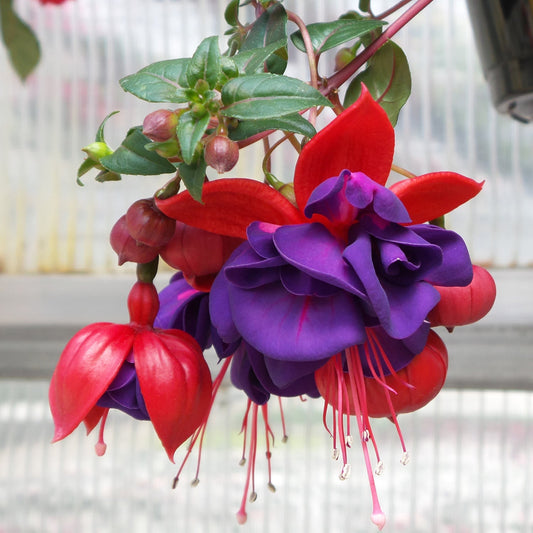 A close-up of Dark Eyes Trailing Fuchsia shows red outer petals and deep purple inner petals hanging from green stems against a blurred greenhouse background - Photo Property of Garden Crossings LLC