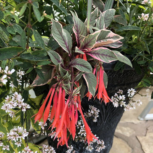 Firecracker Upright Fuchsia - Photo Property of Garden Crossings LLC