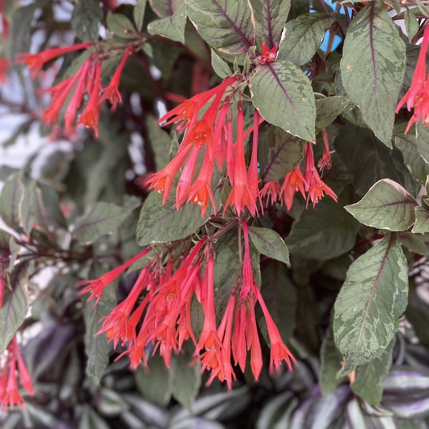 Firecracker Upright Fuchsia features tubular scarlet-orange flowers on leafy stems with variegated leaves and purple veins - Photo Property of Garden Crossings LLC