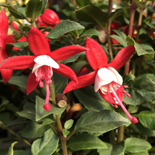 Two vibrant red and white Shadow Dancer® Betty Fuchsia flowers with elongated petals and pink stamens hang amid green leaves in bright sunlight, highlighting the plant’s compact growth - Photo Property of Garden Crossings LLC