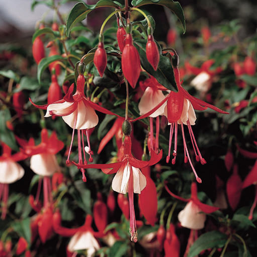 Shadow Dancer® Betty Fuchsia - Photo Courtesy of Proven Winners, Inc.