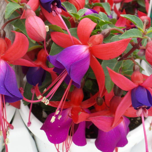 Shadow Dancer® 'Marcia' Fuchsia - Photo Property of Garden Crossings LLC