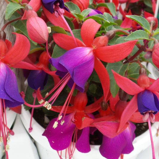 Close-up of Shadow Dancer® 'Marcia' Fuchsia with vibrant purple and red petals, long pink stamens, and green leaves in white pots - Photo Property of Garden Crossings LLC. Decorative pot not included.