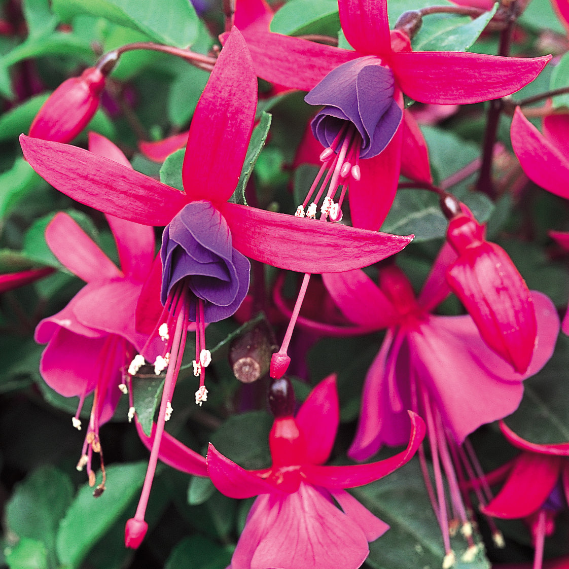 Close-up of Shadow Dancer® 'Marcia' Fuchsia featuring vibrant deep pink petals, purple centers, and delicate stamens, set against lush green foliage - Photo Courtesy of Proven Winners, Inc.