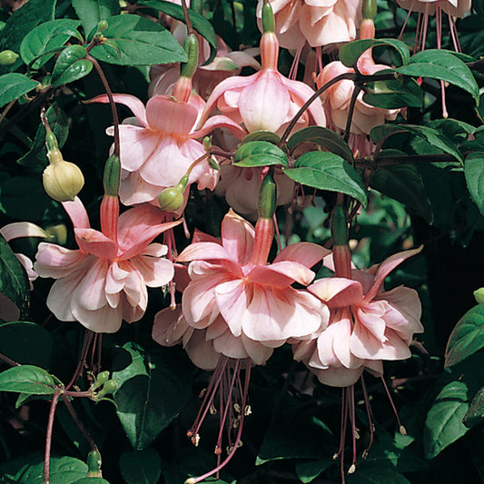 Southgate Fuchsia - Photo Courtesy of Ball Horticulure, Inc.