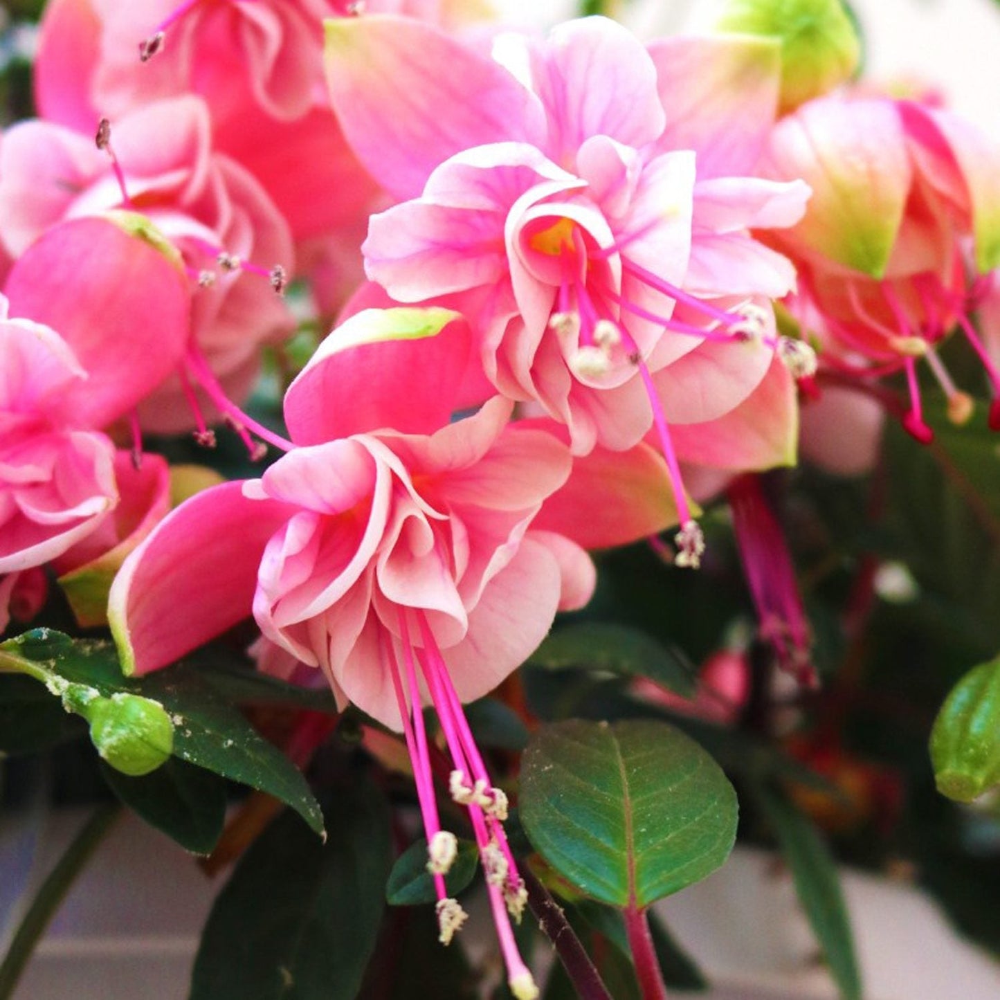 Southgate Fuchsia features vibrant pink flowers with delicate petals and long stamens, ideal for hanging baskets. These trailing blooms are surrounded by lush green leaves, adding colour and elegance to your garden - Photo Courtesy of Ball Horticulure, Inc.