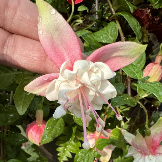 A hand holds a Southgate Fuchsia with delicate pink and white ruffled petals and long stamens, surrounded by green leaves - Photo Property of Garden Crossings LLC