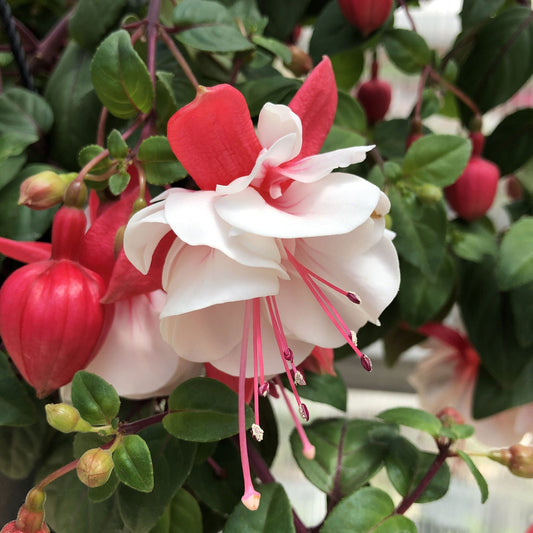 Close-up of Swingtime Trailing Fuchsia, showcasing white and pink petals among green leaves and buds - Photo Property of Garden Crossings LLC.