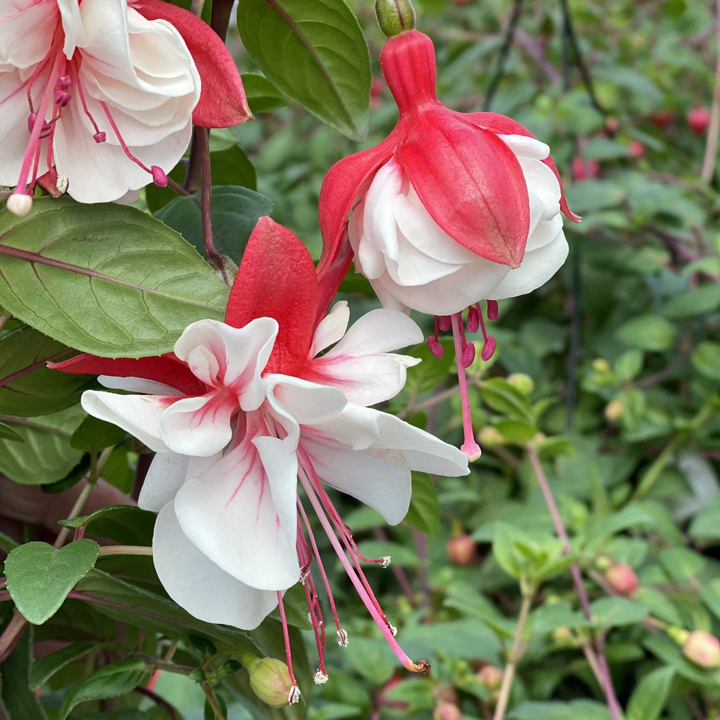 Close-up of two Swingtime Trailing Fuchsia blooms with red and white petals, long pink stamens, and a delicate layered appearance. These annuals trail elegantly amid lush green foliage - Photo Property of Garden Crossings LLC.