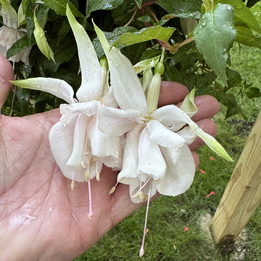 A hand holds two large Pink Marshmallow Fuchsia flowers with long pink stamens, green leaves, and raindrops, set by a wooden post in a garden - Photo Property of Garden Crossings LLC.