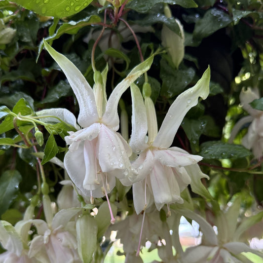 Close-up of Pink Marshmallow Fuchsia, a pale pink, bell-shaped plant. Its long petals are covered in water droplets, with green leaves and more Pink Marshmallow Fuchsia flowers filling the background - Photo Property of Garden Crossings LLC.