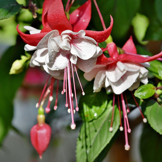 Close-up of White Eyes Fuchsia flowers with long stamens and water droplets - Photo Courtesy of Pixabay