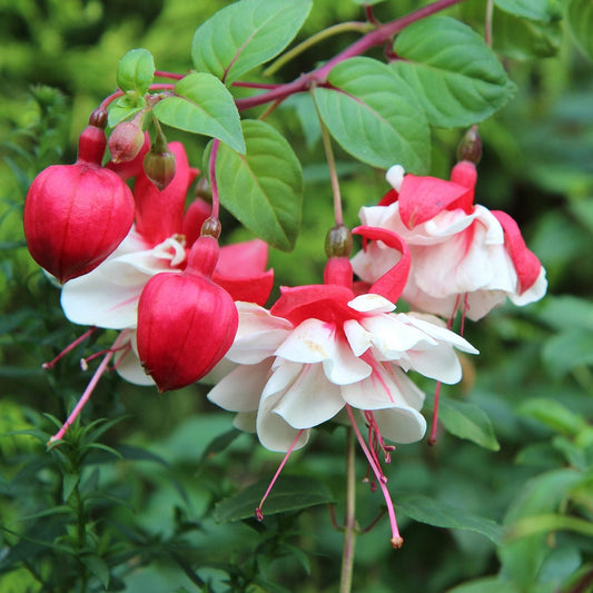 White Eyes Fuchsia features red and white flowers hanging from green foliage, with buds and full blooms - Photo Courtesy of Pixabay