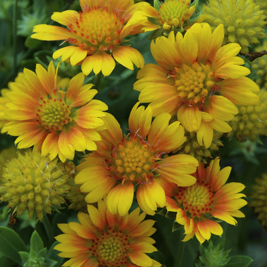 Arizona Apricot' Blanket Flower (Gaillardia) - Photo Courtesy of Walters Gardens, Inc.