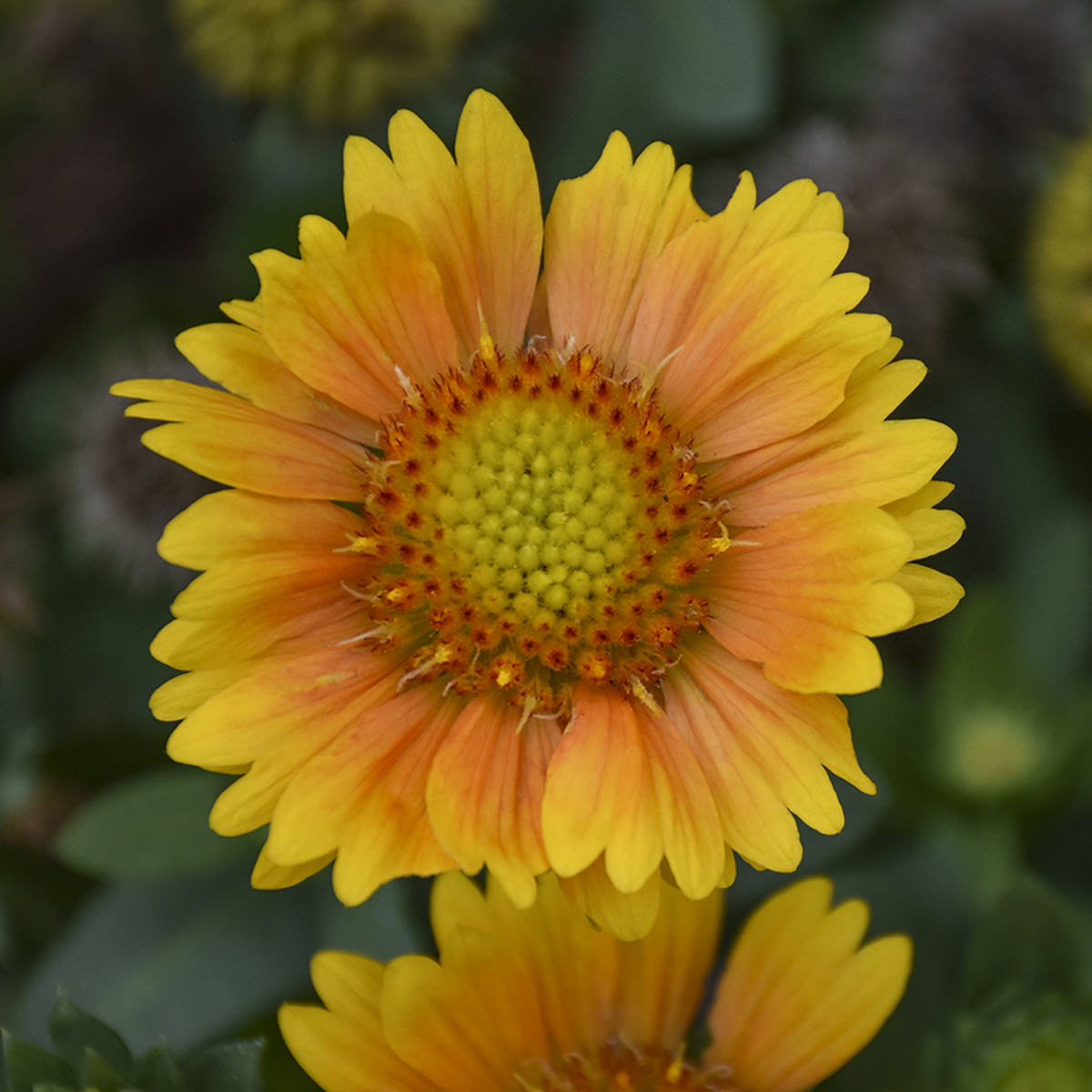 Arizona Apricot' Blanket Flower (Gaillardia) - Photo Courtesy of Walters Gardens, Inc.