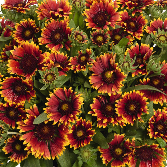 Spintop® Orange Halo Blanket Flower (Gaillardia) - Photo Courtesy of Ball Horticulure, Inc.