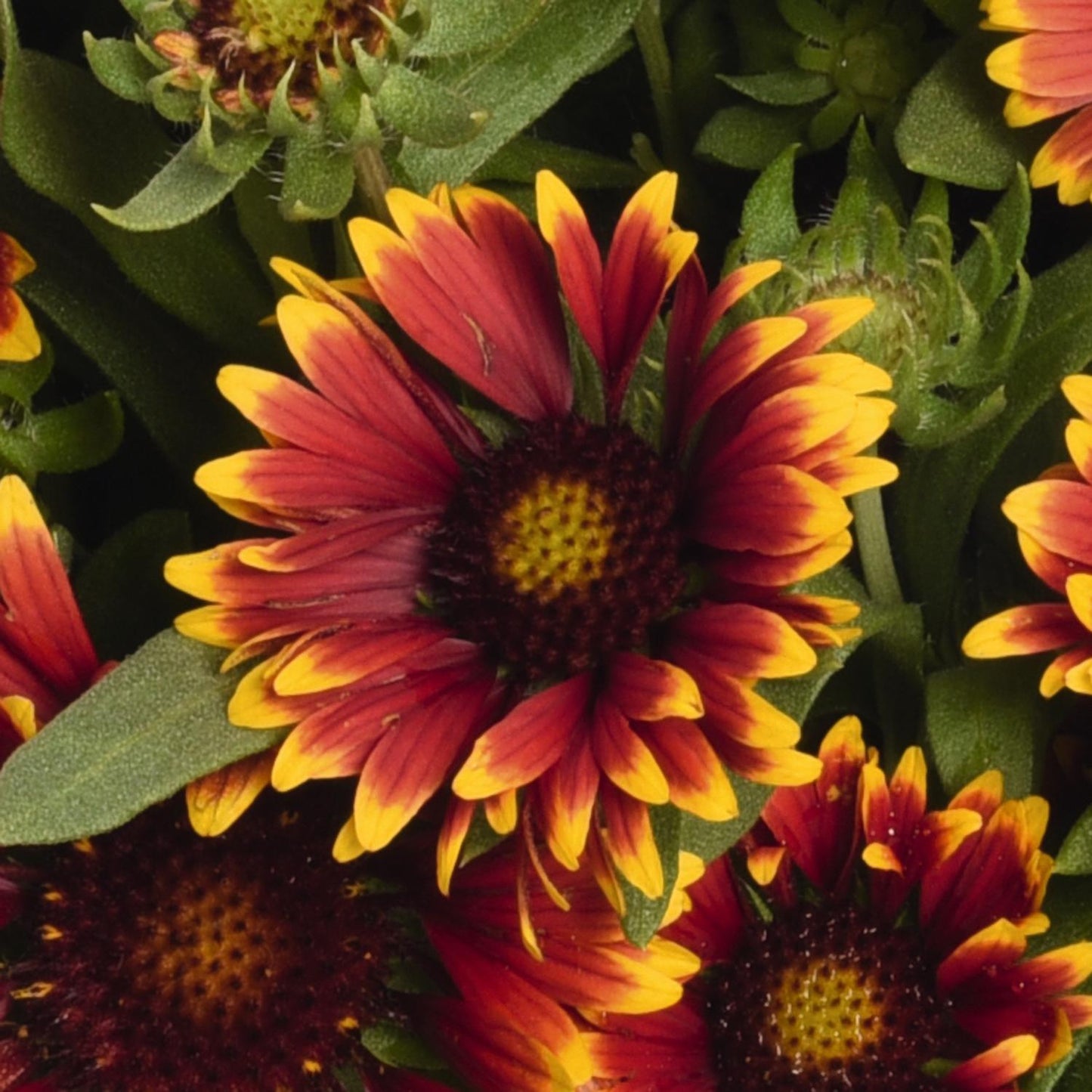 Close-up of vibrant Spintop® Orange Halo Blanket Flower (Gaillardia) features pointed red and yellow petals with a dark center, surrounded by green leaves and buds on this hardy perennial - Photo Courtesy of Ball Horticulture, Inc.