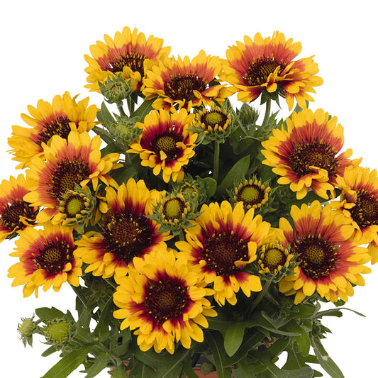 A planting of Spintop® Red Starburst Blanket Flower (Gaillardia) with yellow petals, red centers, green leaves, and unopened buds - Photo Courtesy of Ball Horticulture, Inc. Decorative pot not included.