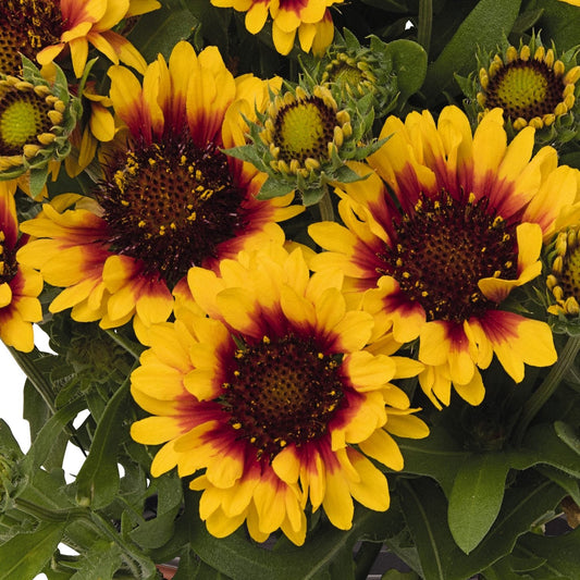 Close-up of Spintop® Red Starburst Blanket Flower (Gaillardia) features bright yellow petals with red centers and dark brown disk florets by green leaves and buds at various stages of bloom - Photo Courtesy of Ball Horticulture, Inc.
