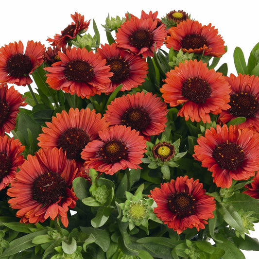A cluster of Spintop® Red Blanket Flower (Gaillardia) with vivid blooms and green foliage in full bloom against a white background - Photo Courtesy of Ball Horticulture, Inc.