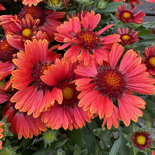 Spintop® Red Blanket Flower (Gaillardia) - Photo Property of Garden Crossings LLC
