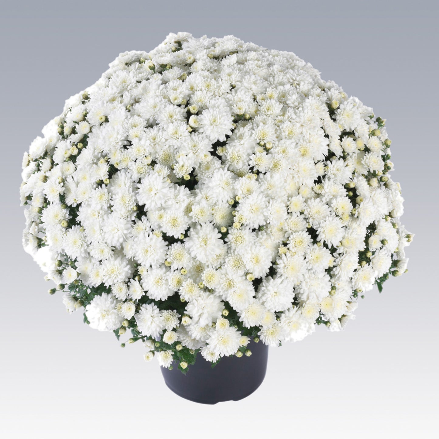 Celestial White' Garden Mum (Chrysanthemum) - Photo Courtesy of Ball Horticulure, Inc.