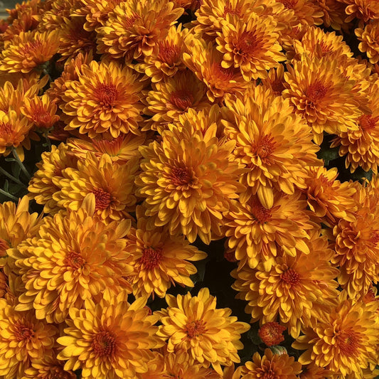 A dense cluster of vibrant orange and yellow 'Fireglow' Bronze Garden Mum (Chrysanthemum) blooms, with overlapping petals in full fall color and green leaves scarcely visible below. - Photo Property of Garden Crossings LLC