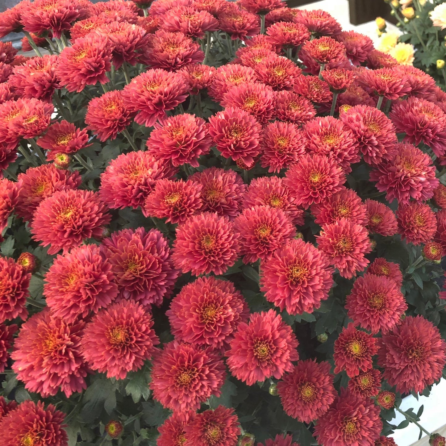 A dense cluster of vibrant 'Flamingo Cranberry' Red Garden Mum blooms, with green foliage peeking through—these fall-blooming Chrysanthemums add brilliant color to any autumn landscape. - Photo Property of Garden Crossings LLC