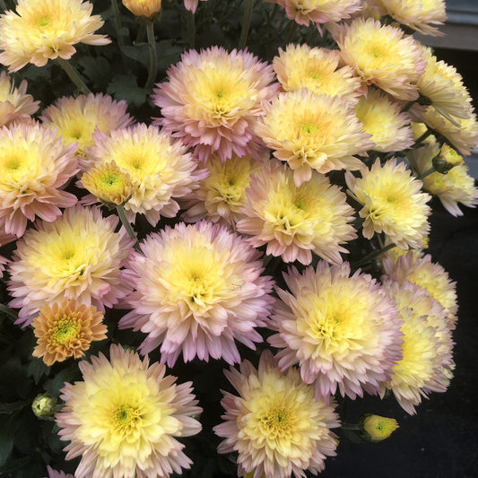 A cluster of pale yellow and pink 'Flamingo Pineapple Pink' Garden Mum (Chrysanthemum) blooms amid green stems and leaves. - Photo Property of Garden Crossings LLC