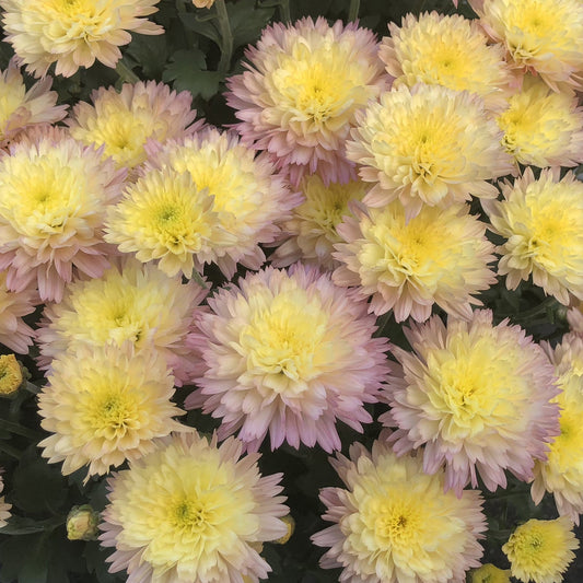 A cluster of 'Flamingo Pineapple Pink' Garden Mums (Chrysanthemum) features pale pink-tipped petals with soft yellow centers, set against lush green foliage. - Photo Property of Garden Crossings LLC