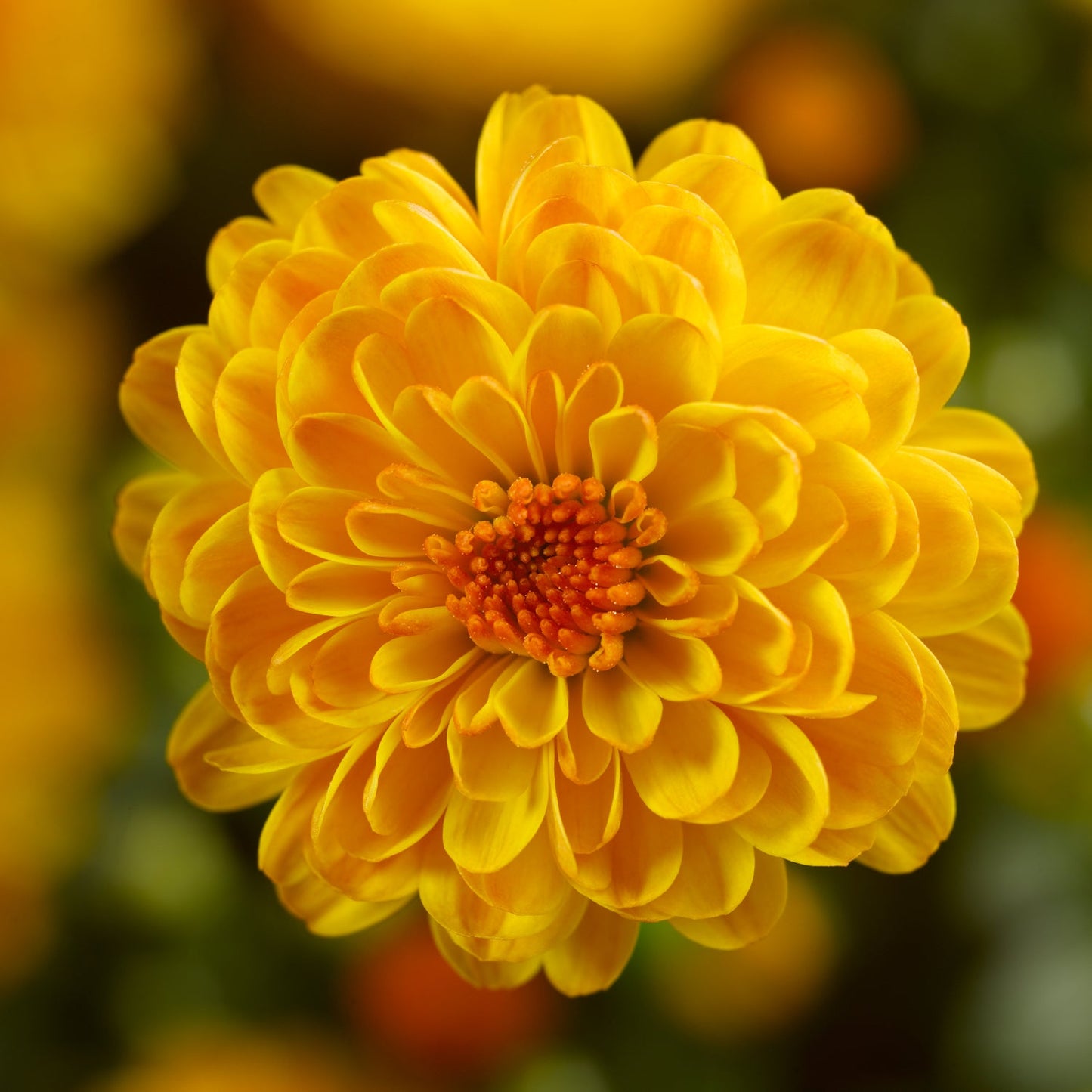 Gigi Gold' Garden Mum (Chrysanthemum) - Photo Courtesy of Ball Horticulure, Inc.