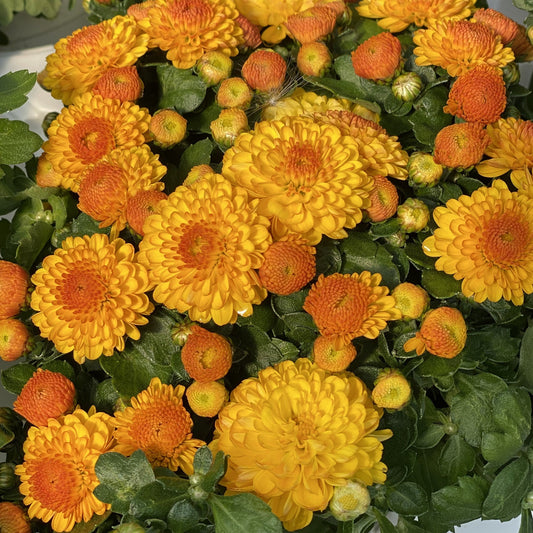 Top down view of large yellow-orange blooms of Gigi Gold' Garden Mum (Chrysanthemum). Many smaller blooms are ready to open on the plant - Photo Property of Garden Crossings LLC