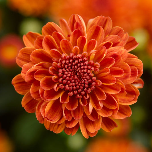 Gigi Orange' Garden Mum (Chrysanthemum) - Photo Courtesy of Ball Horticulure, Inc.