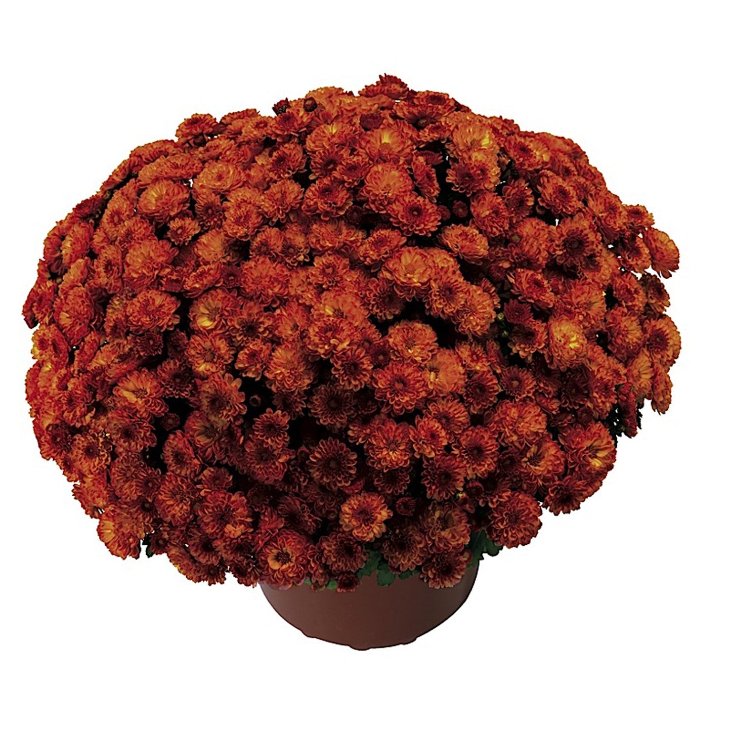 Gigi Orange' Garden Mum (Chrysanthemum) - Photo Courtesy of Ball Horticulure, Inc.