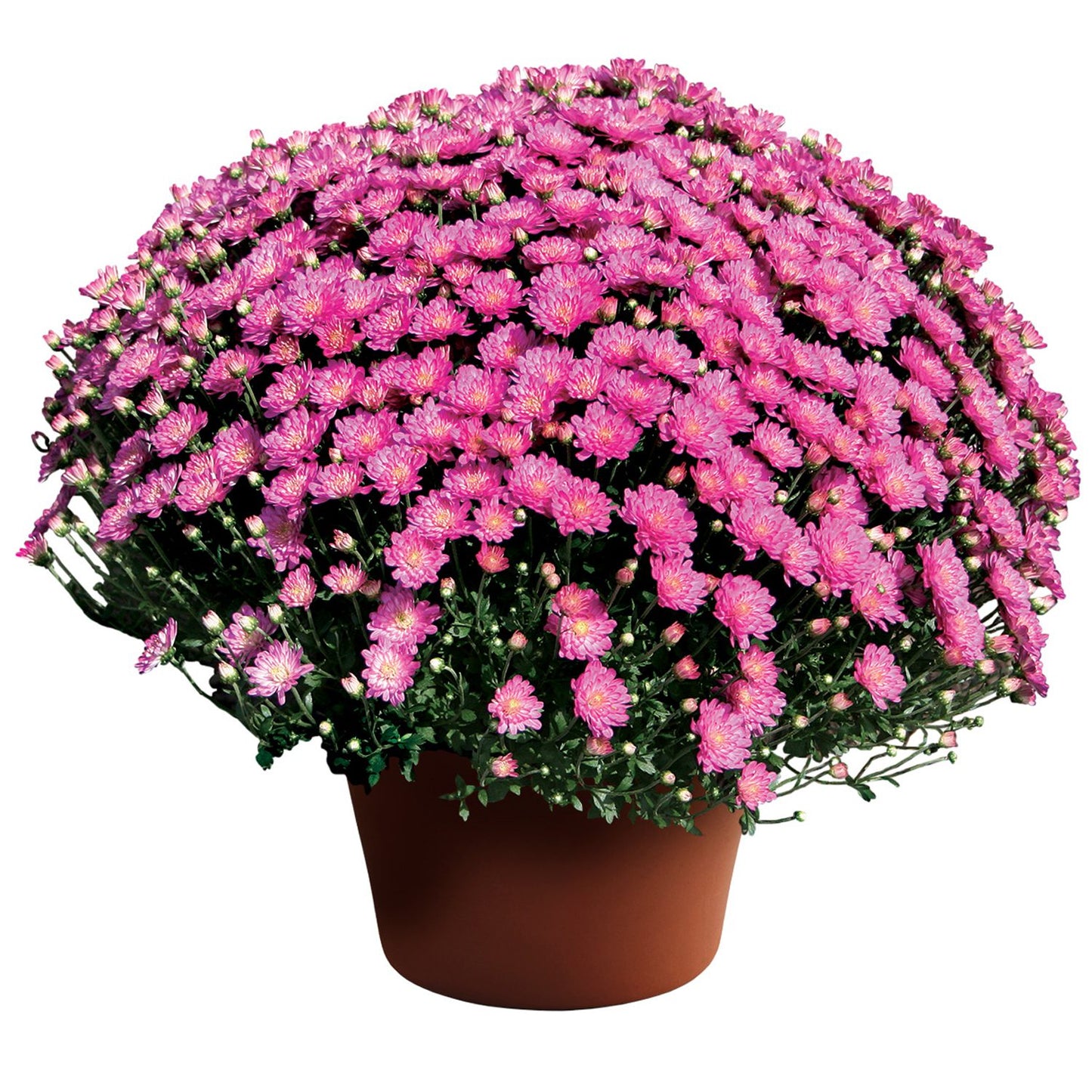 Jacqueline Pink Ipd' Garden Mum (Chrysanthemum) - Photo Courtesy of Sygenta Flower LLC