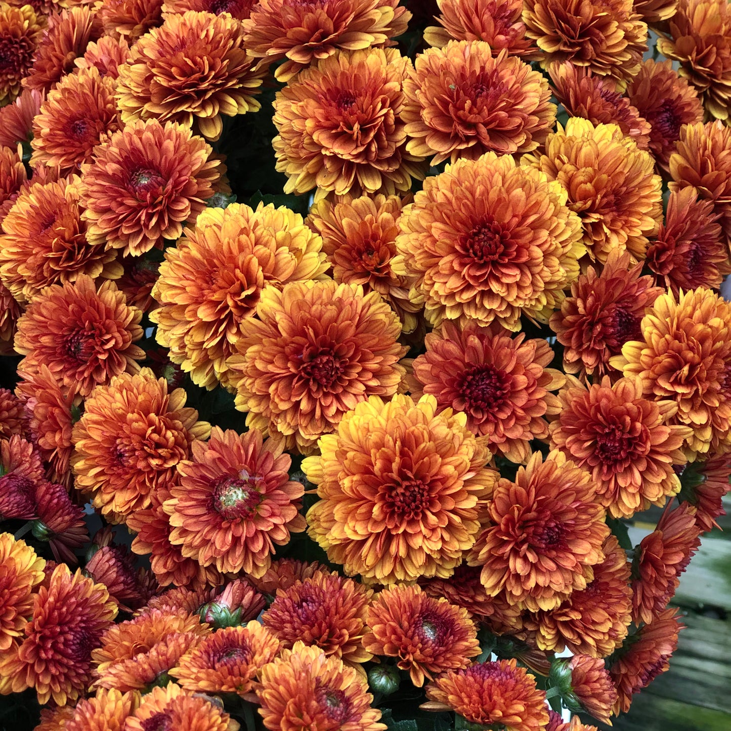Katelli Bronze' Garden Mum (Chrysanthemum) - Photo Property of Garden Crossings LLC