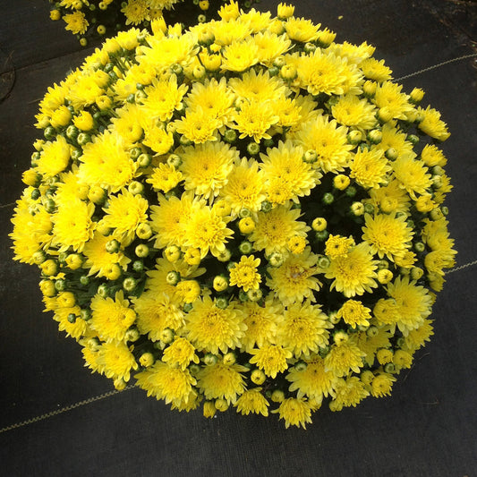 A dense cluster of bright blooms, the 'Moonglow Yellow' Garden Mum (Chrysanthemum) showcases vivid moonglow yellow flowers in full display—a striking fall highlight against a dark backdrop. - Photo Courtesy of Ball Horticulture