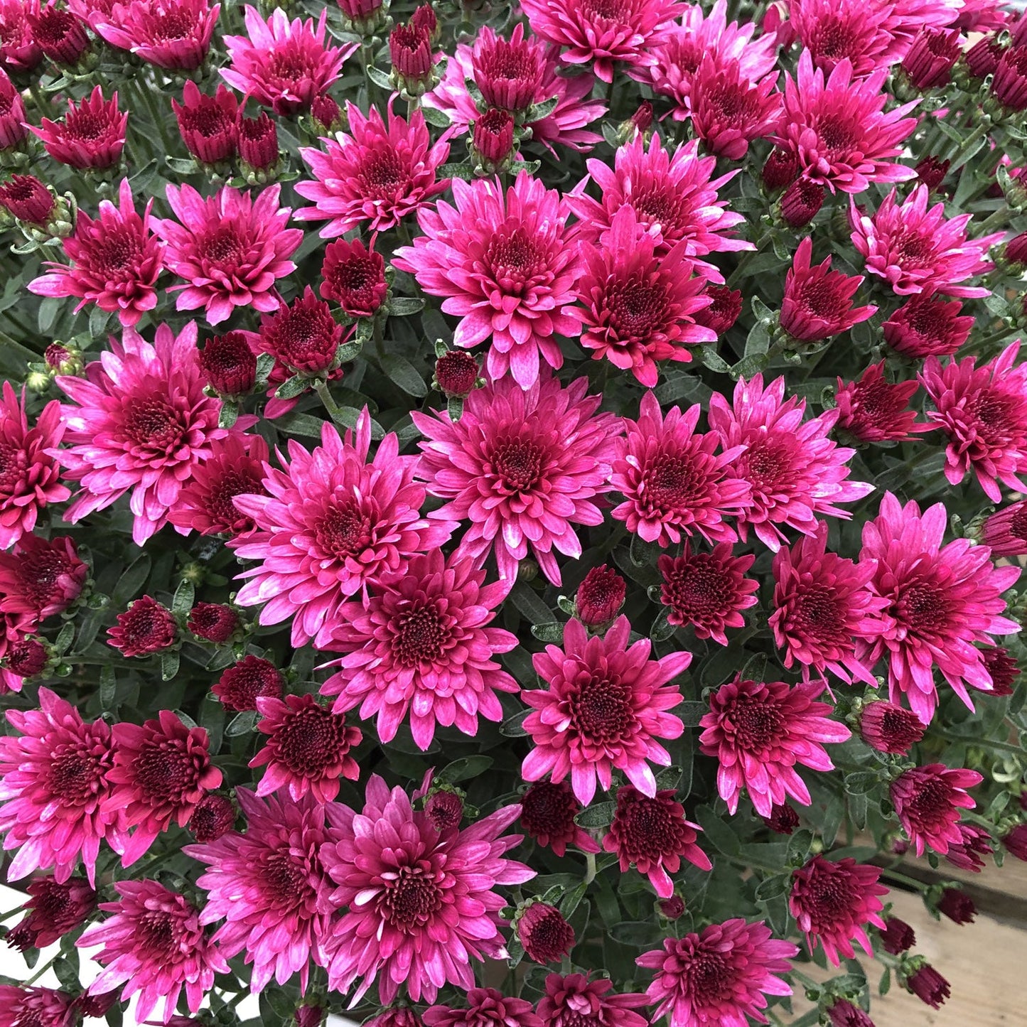 Morgana Purple' Garden Mum (Chrysanthemum) - Photo Property of Garden Crossings LLC
