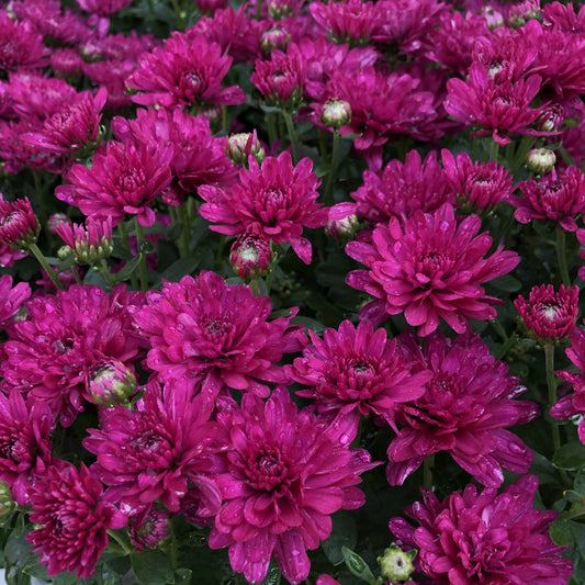 Morgana Purple' Garden Mum (Chrysanthemum) - Photo Property of Garden Crossings LLC