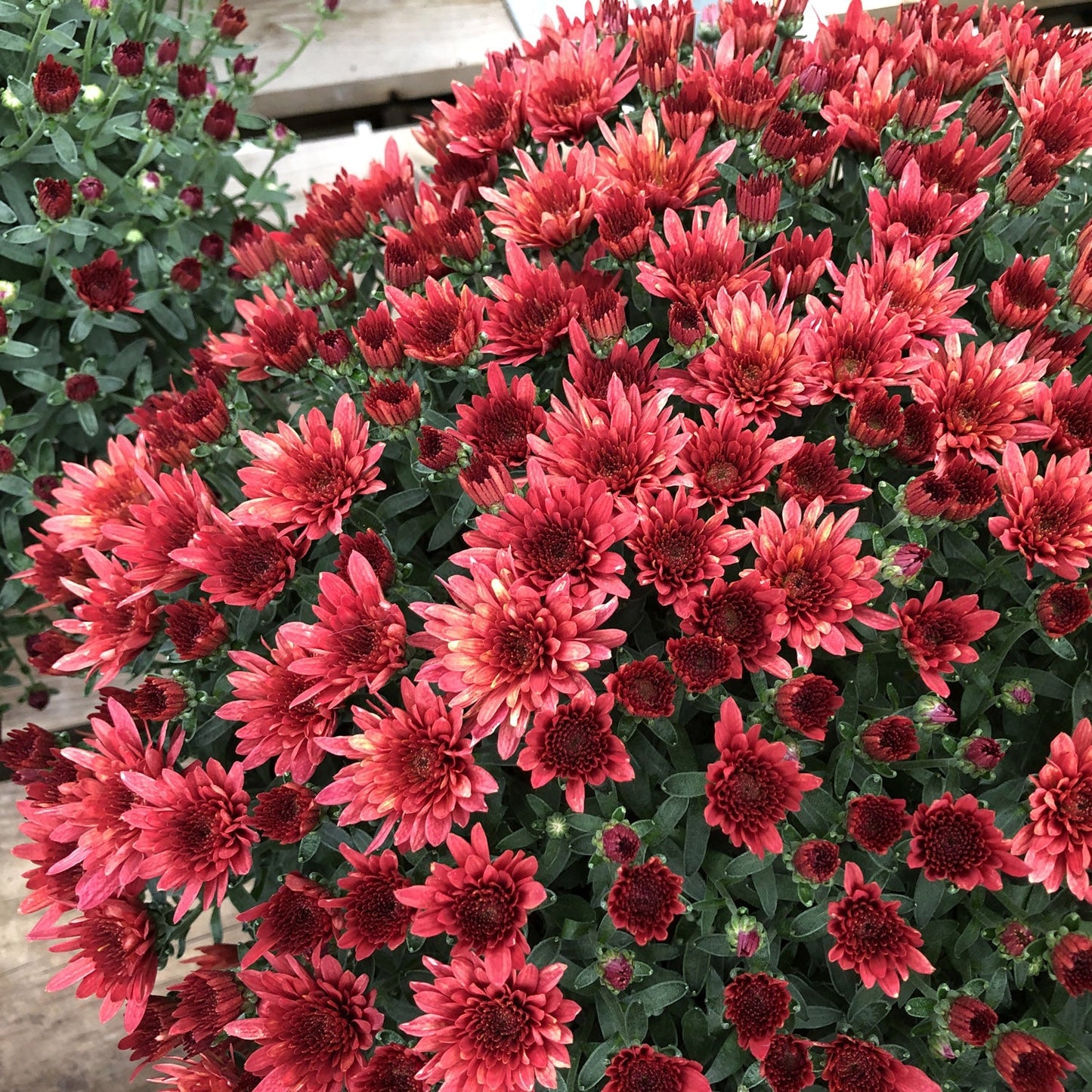 Morgana Red' Garden Mum (Chrysanthemum) - Photo Property of Garden Crossings LLC
