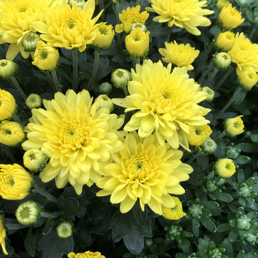 Clusters of bright yellow 'Morgana Yellow' Garden Mum (Chrysanthemum) blooms, accented by lush green leaves and buds, create a vibrant fall highlight in any garden. - Photo Property of Garden Crossings LLC