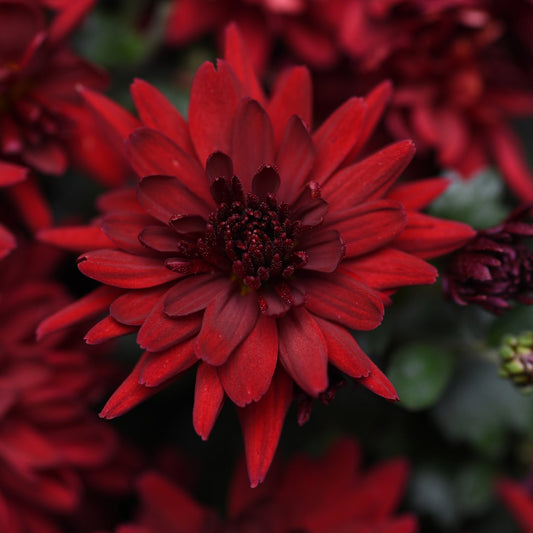 Close-up of 'Mumma Mia Red' Garden Mum (Chrysanthemum) in vivid full bloom, showing detailed red petals and dark center among green foliage—a striking fall-blooming perennial for any garden. - Photo Courtesy of Ball Horticulture