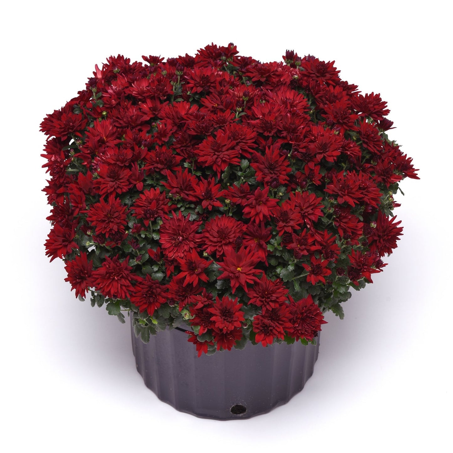 A round, purple pot displays the 'Mumma Mia Red' Garden Mum (Chrysanthemum), featuring lush red blooms and green foliage, perfect as a striking fall-blooming perennial against a white background. - Photo Courtesy of Ball Horticulture
