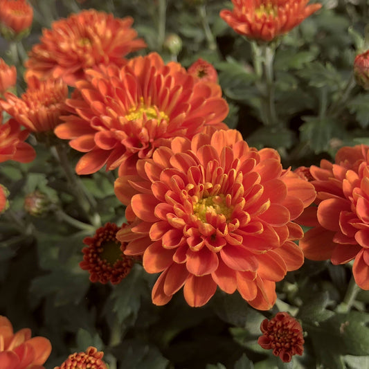 Close-up of 'Orange Zest' Garden Mum (Chrysanthemum) with vibrant orange blooms, layered petals, yellow centers, and lush green foliage—classic fall flowers for a lively and colorful display. - Photo Property of Garden Crossings LLC